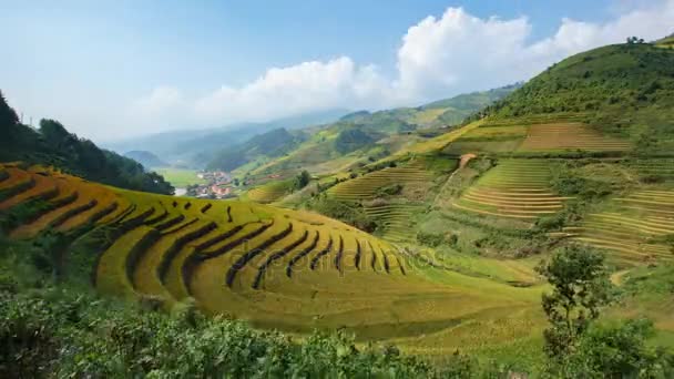 Mu Cang Chai, YenBai, Vietnam 'daki pirinç tarlaları. Pirinç tarlaları Kuzeybatı Vietnam 'da hasat hazırlıyor. Vietnam manzaraları.. - Video, Çekim