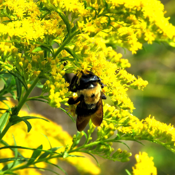 Thornhill bumblebee altın başak çiçek 2017 - Fotoğraf, Görsel