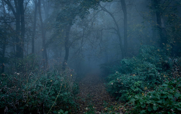 Chemin à travers une forêt sombre la nuit
 - Photo, image