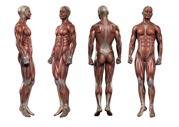 3D rendering ιατρική απεικόνιση του μυός - Φωτογραφία, εικόνα