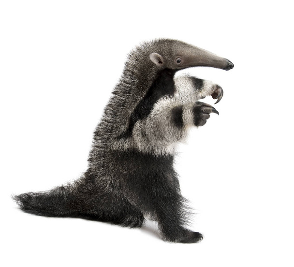 Young Giant Anteater, Myrmecophaga tridactyla, 3 meses, wal
 - Foto, imagen