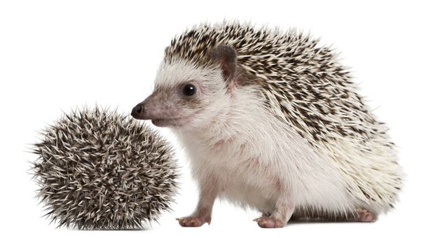 Hedgehogs de quatro dedos, Atelerix albiventris, 3 semanas, em frente ao fundo branco
 - Foto, Imagem