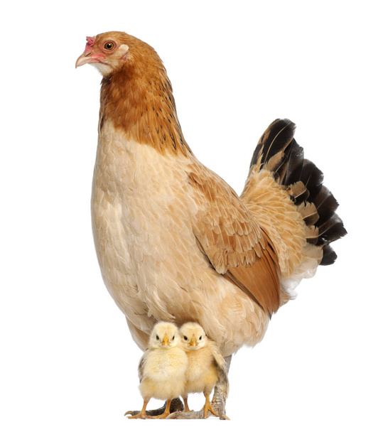 Tavuk, civciv ile - Fotoğraf, Görsel