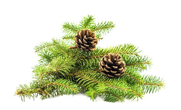 pine cones on white - Photo, Image