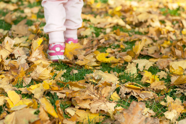 Girl runs along the dry fallen leaves - 写真・画像
