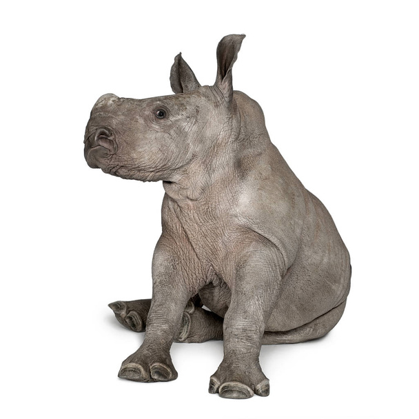 młody nosorożec biały lub placu nosorożec - ceratotheri - Zdjęcie, obraz