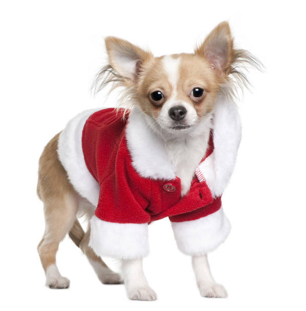 Chihuahua puppy in Santa Claus suit, 7 months old, standing in f - Foto, immagini