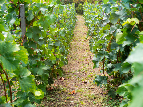 Weinbau im Weinberg - Foto, Bild