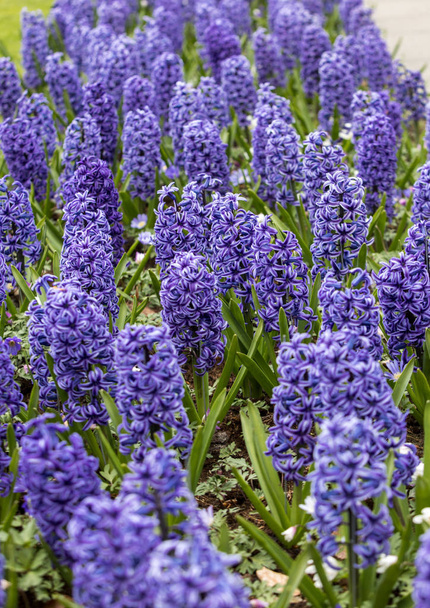 jacintos azules flores que florecen en un jardín
 - Foto, Imagen