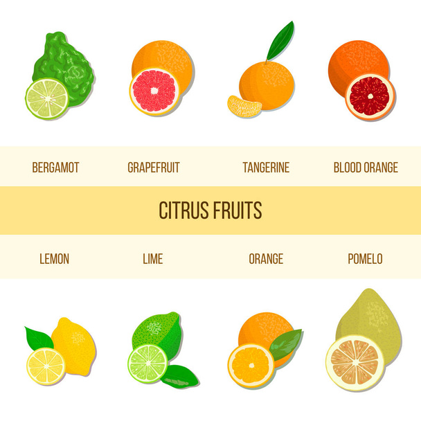 Свежий набор цитрусовых. Бергамот, лимон, грейпфрут, лайм, мандарин, помело, апельсин, кровавый апельсин с ломтиками
 - Вектор,изображение