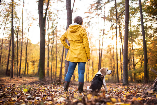 Senior woman with dog on a walk in an autumn forest. - Фото, зображення