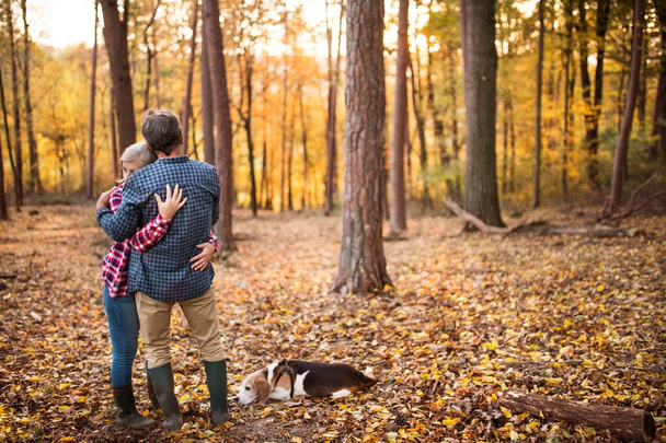 Senior couple with dog on a walk in an autumn forest. - Фото, зображення