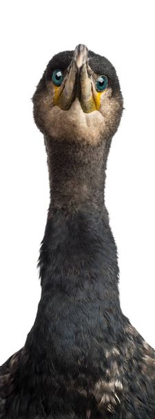 Gran Cormorán, Phalacrocorax carbo, también conocido como el Gran Bl
 - Foto, Imagen