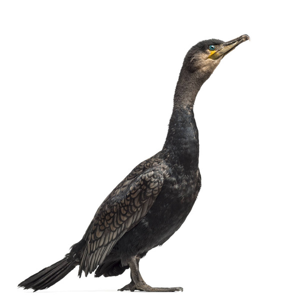 Side view of a Great Cormorant, Phalacrocorax carbo, also known  - Photo, Image