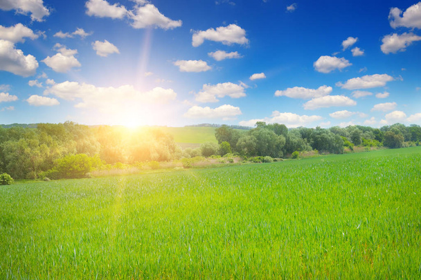green field and blue sky - Foto, imagen