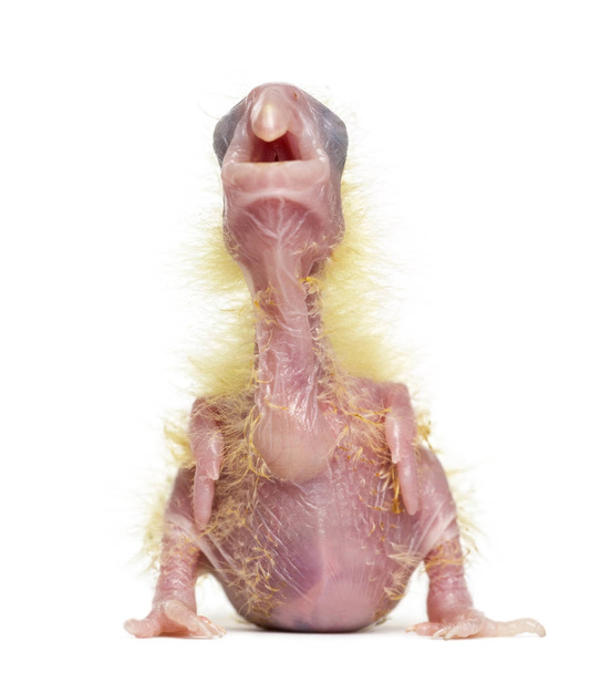 zwavel-crested cockatoo chick bellen, cacatua galerita, 4 dagen - Foto, afbeelding