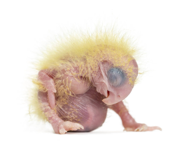 Sulphur-crested Cockatoo chick, Cacatua galerita, 4 days old aga - Photo, Image
