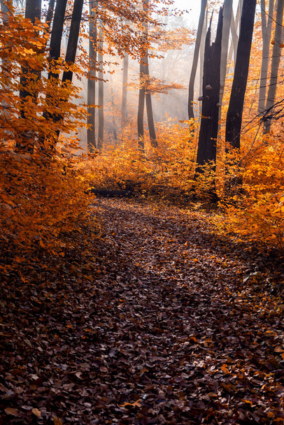 Beautiful, fabulous autumn landscape. - Foto, Imagen