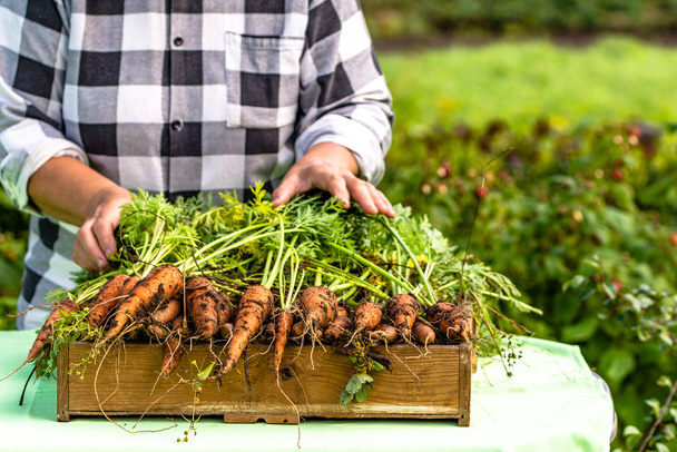 Local farmer on market with vegetables, organic carrots harvested in the garden - Fotografie, Obrázek
