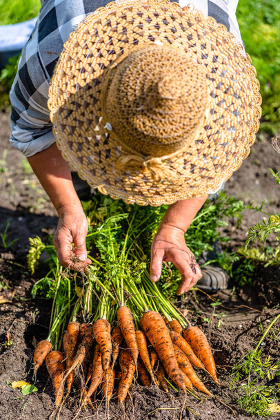 Farmer harvesting carrots from the organic vegetable garden, local farming concept - Фото, изображение