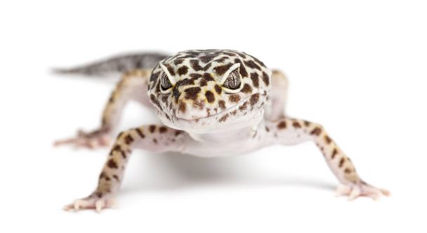Leopard gecko, Eublepharis macularius, against white background - Photo, Image