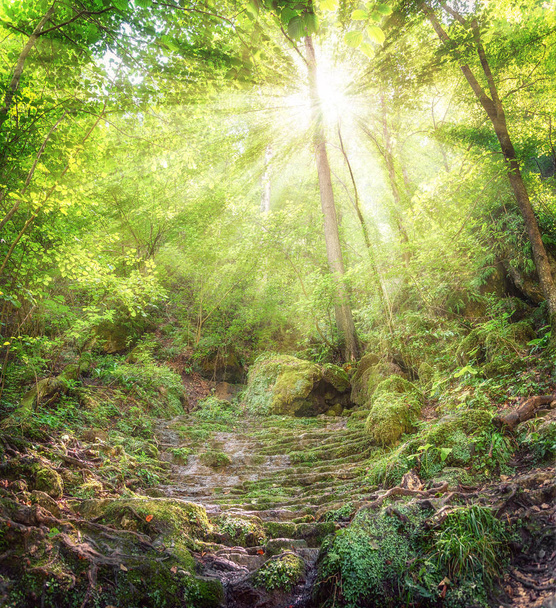 Puut auringonpaiste luonnonvaraisessa metsässä
  - Valokuva, kuva