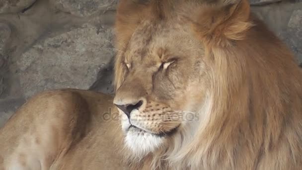 leijona nukkuu eläintarhassa
 - Materiaali, video
