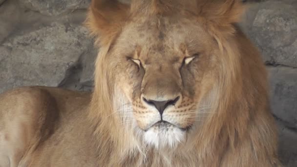 leijona eläintarhassa lähikuva
 - Materiaali, video