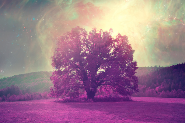 piros idegen táj, egyedül fa sziluettje lila mező elemei ennek a képnek a Nasa berendezése - Fotó, kép
