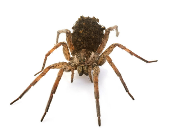 Wolf spider with babies - Photo, Image