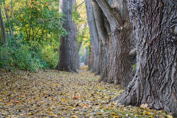 Sentier de contes de fées dans une forêt à l'automne
 - Photo, image