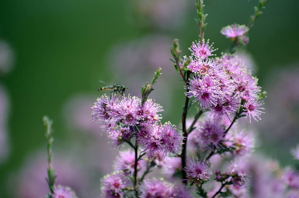 Ustaw kursor mucha na Australian fioletowe kwiaty Kunzea - Zdjęcie, obraz