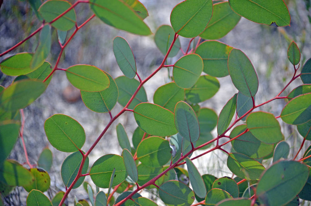 Mladí Eucalyptus listy na jaře - Fotografie, Obrázek