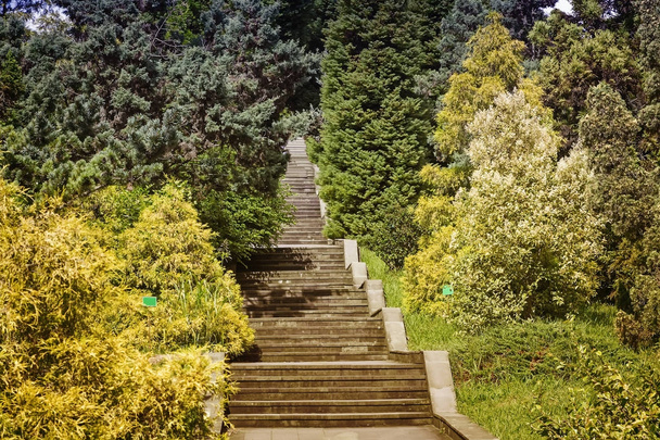 Растения в дендрарии рядом с каменной лестницей
. - Фото, изображение