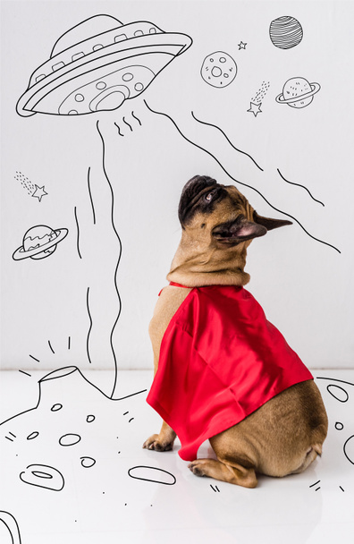 Cane in costume da supereroe
 - Foto, immagini