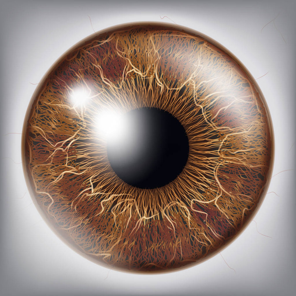 Ojo humano Iris Vector. Ilustración realista 3D del globo ocular
 - Vector, Imagen