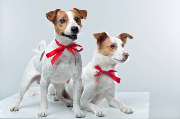 Jack Russell terriers na białym  - Zdjęcie, obraz