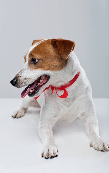 Jack Russell Terrier liegt auf weißem Grund  - Foto, Bild