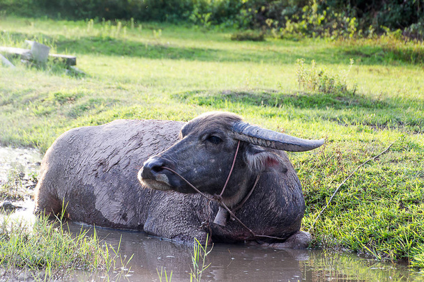 Büffel schwimmt in einem kleinen Sumpf. - Foto, Bild