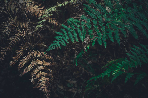 Green and dry fern leave in the forest, autumn background. - 写真・画像