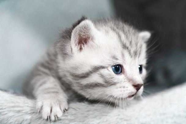 Nieuwsgierig blauwe ogen zijn een kitten.  - Foto, afbeelding
