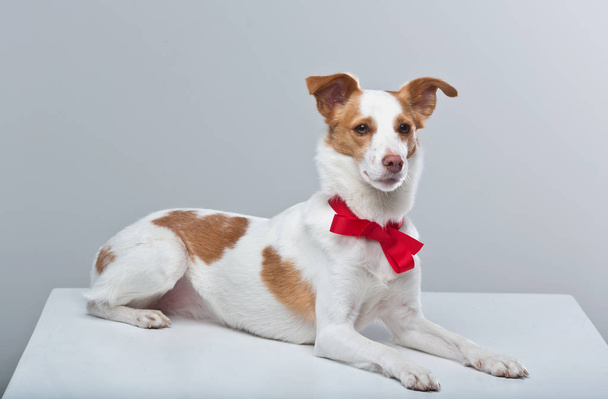 Jack Russell terrier z kokardą czerwony  - Zdjęcie, obraz