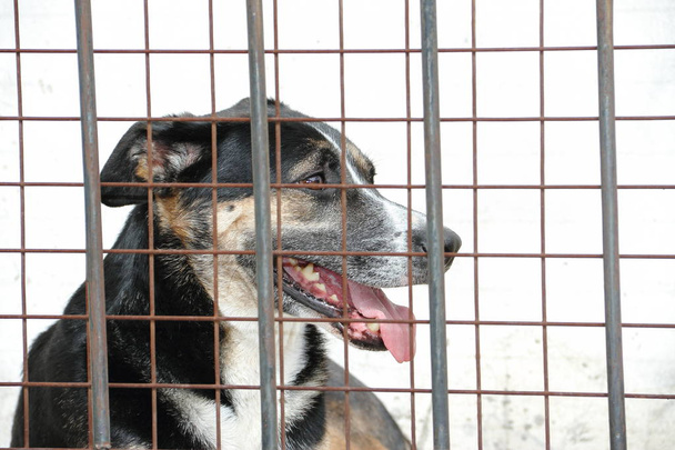 perros víctimas de abuso de animales
 - Foto, imagen