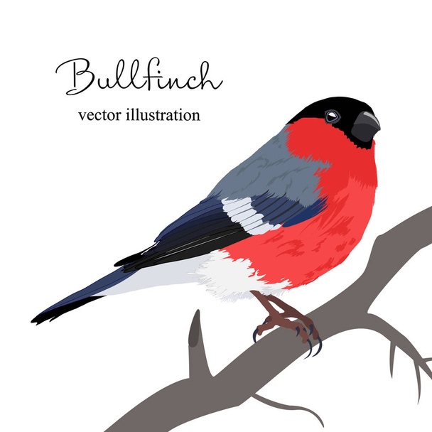 Vector illustration of beautiful winter bullfinch on a tree - Вектор,изображение