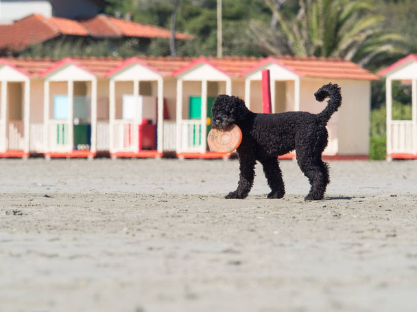 浜辺でフリスビーを再生黒プードル犬 - 写真・画像