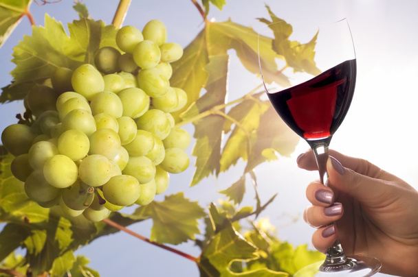 Grapes under the sun and glass of wine - Zdjęcie, obraz
