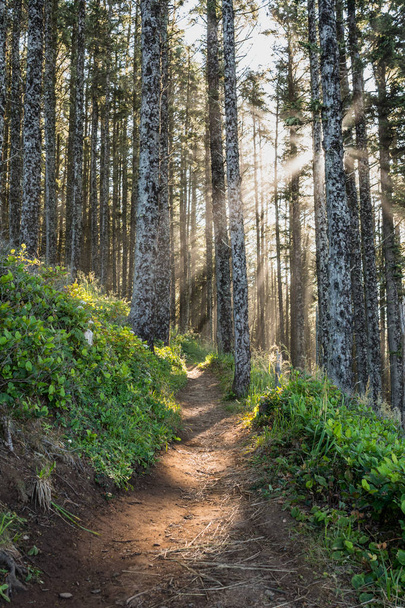 Güneş ışınları çam ormanı - Fotoğraf, Görsel