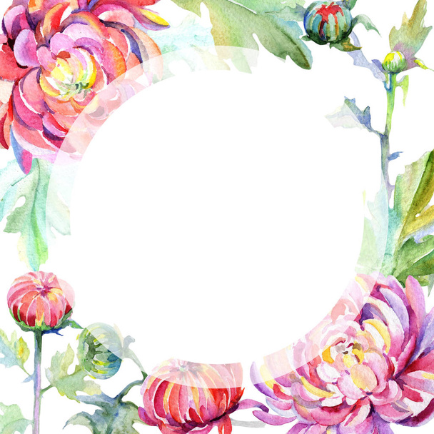 Wildflower chrysant bloem frame in een aquarel stijl. - Foto, afbeelding