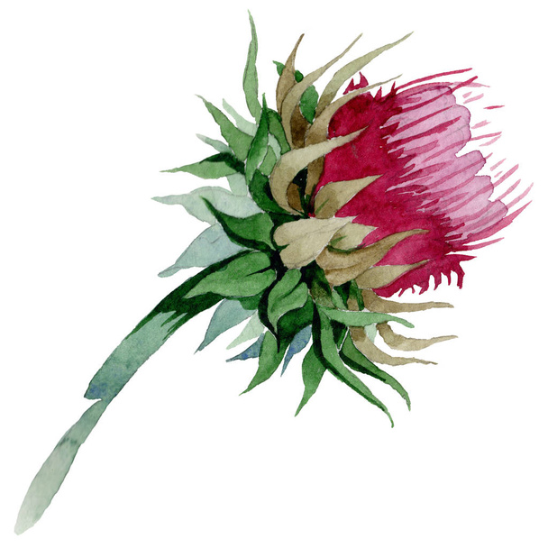 Wildflower thistle flower in a watercolor style isolated. - Foto, Imagen
