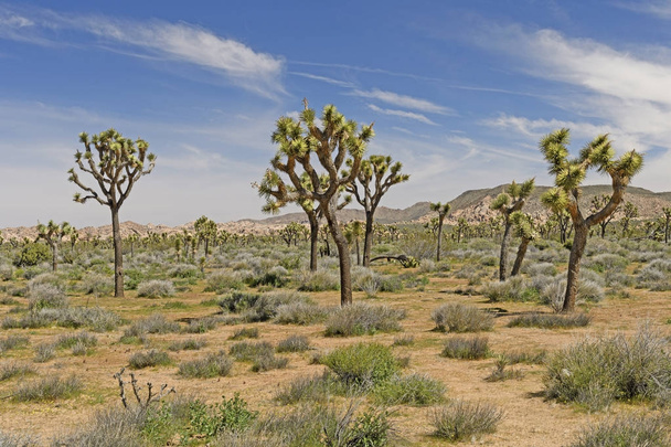 Joshua fák a sivatagi síkság - Fotó, kép